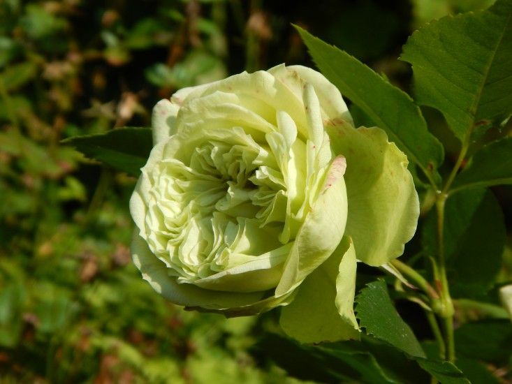 Флорибунда лавли грин роза фото и описание